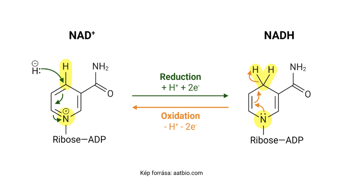NAD és NADH működése