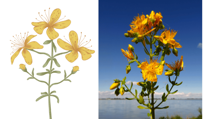 HAYA LABS - St. John's Wort