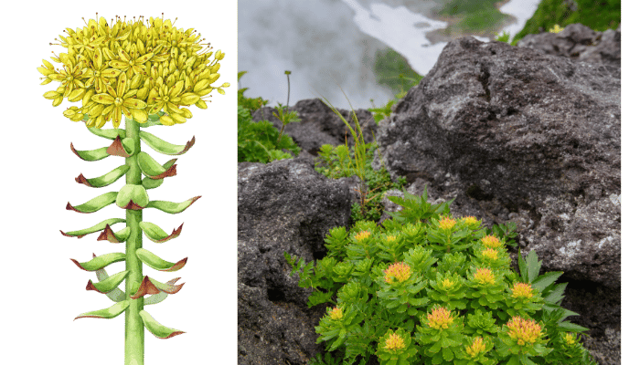 Rhodiola Rosea (Aranygyökér kivonat)